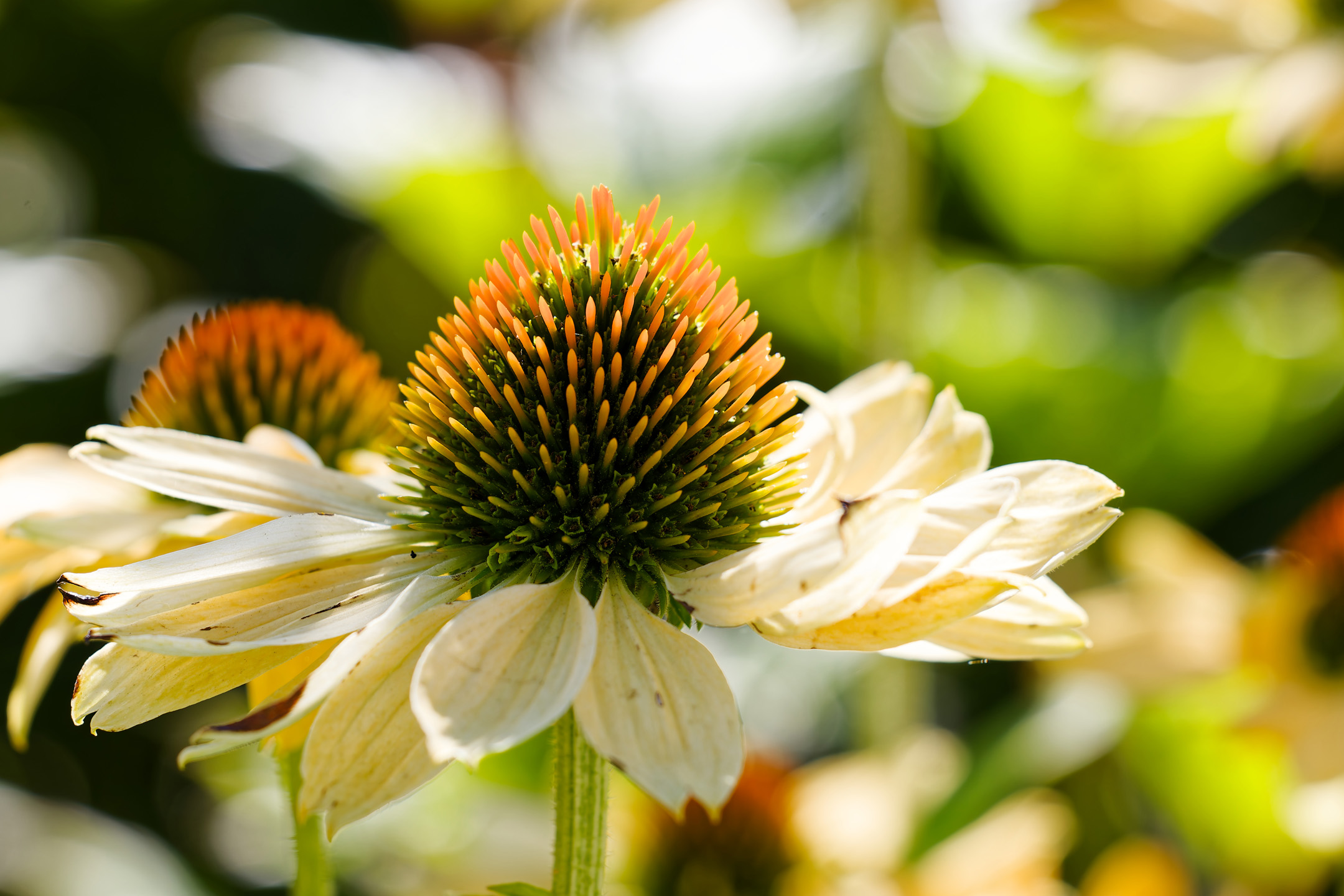 Puprpur-Sonnenhut im Stadtpark Gävle, Schweden 2024